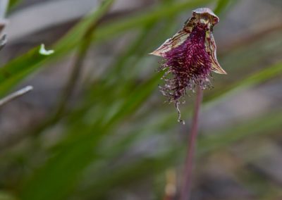 Orchid tours Western Australia