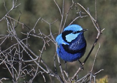 Bird Tours Margaret River