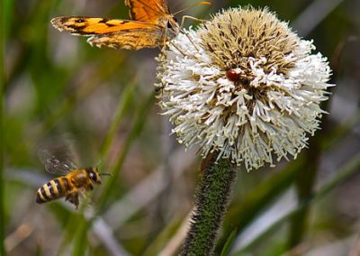 Wildflower tours Western Australai