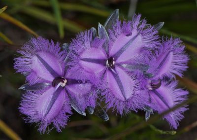 Wildflower tours Western Australia
