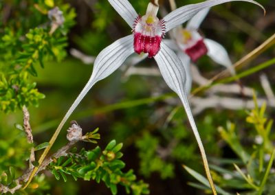 Orchid tours Western Australia