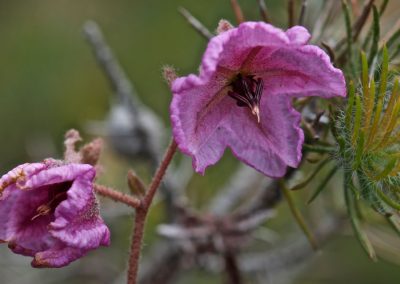 Western Australian Wildflower tours