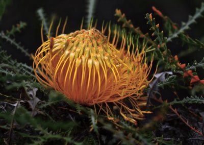 Wildflower Tours Margaret River Western Australia