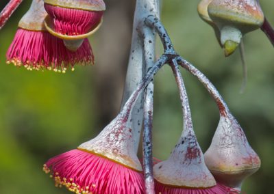 Wildflower tours Western Australia