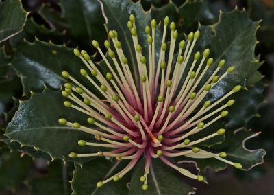 Wildflower tours Western Australia
