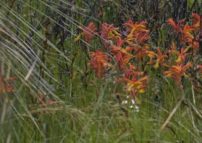 Wildflower Tours Western Australia