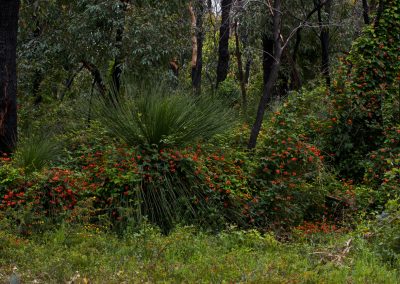 Wildflower tours Margaret River