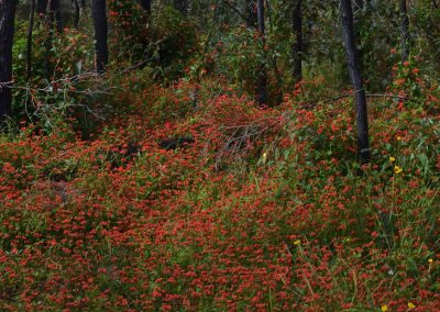 Western Australian wildflowers