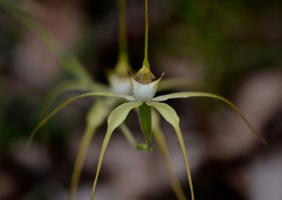 Orchid Tours Margaret River