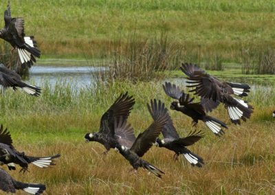 Margaret River Bird tours