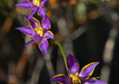 Orchid tours Western Australia