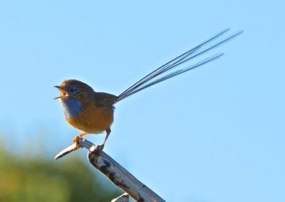 Margaret River Bird tours