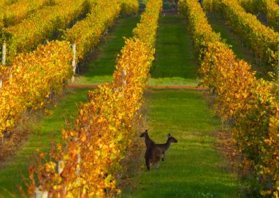 Margaret River tours