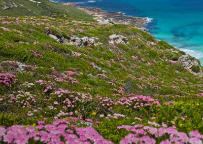 Wildflowers Western Australia