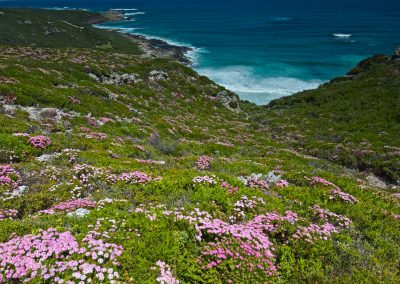 Wildflower tours