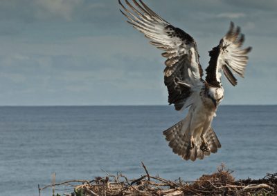 Bird tours Margaret River