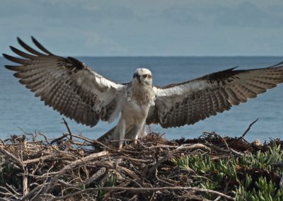 Bird tours Margaret River