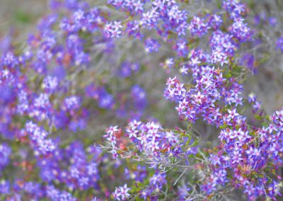 Western Australian Wildflowers