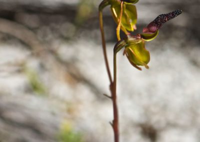 Orchid Tours Western Australia