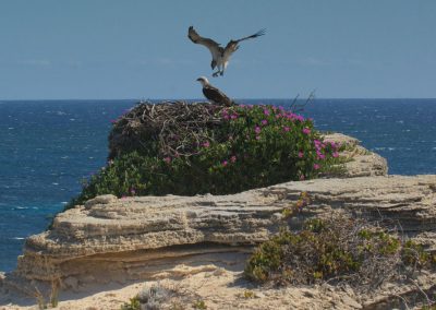 Margaret River Bird tours