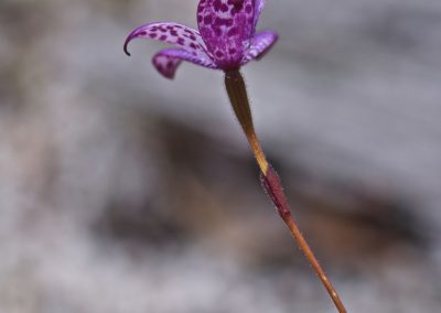 Orchid tours