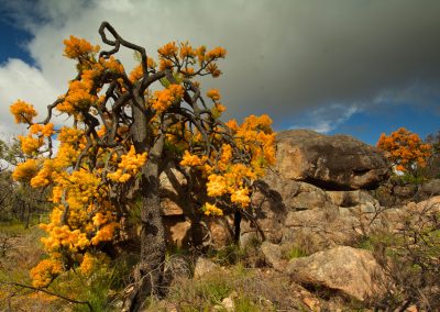 Wildflower tours Margaret River