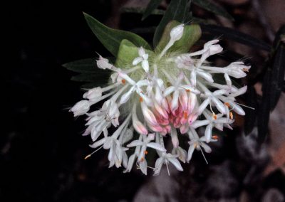 Western Australian Wildflowers