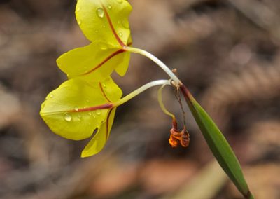 Western Australian Wildflowers
