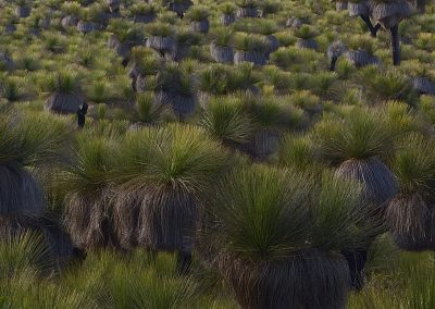 Wildflower Tours Margaret River Western Australia