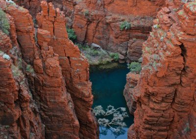 Wildflower Tours Western Australia
