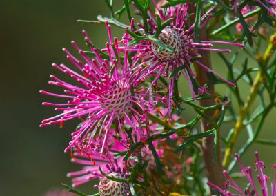Wildflower Tours Margaret River